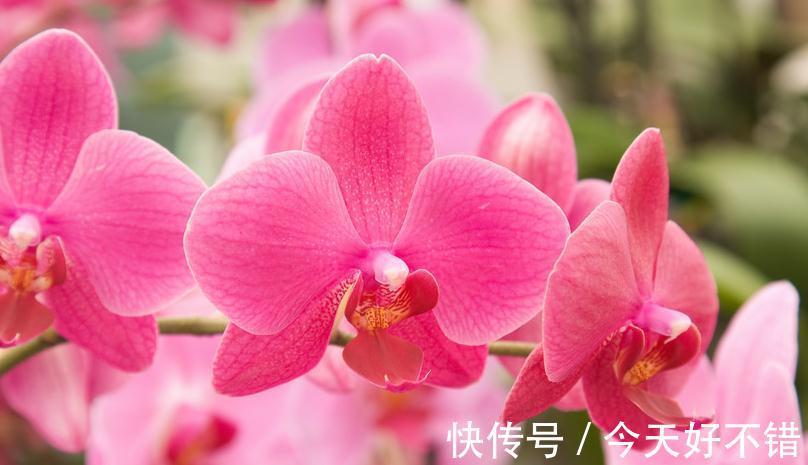 此种花，在南方好养，但在北方却很难养，你家是否也有