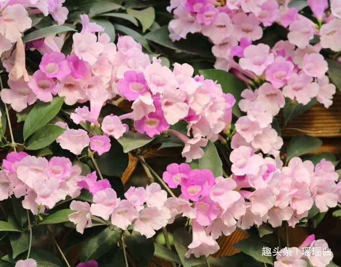 此花是思念之花，多色并存格外瞩目，有着富丽华贵之美感