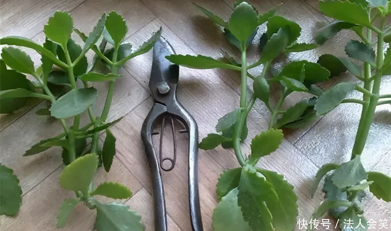 花友们|为什么有人养花能事半功倍？诀窍就是多实践这3点