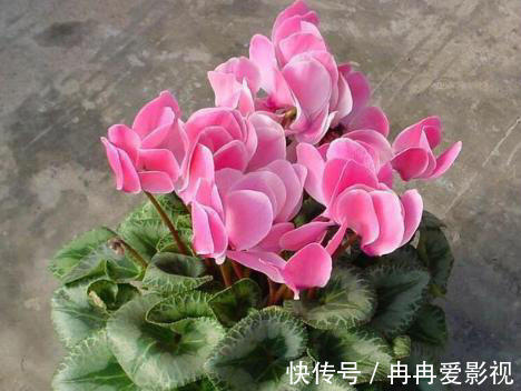 秋季养花大合集，30种花，你想要的我全有！