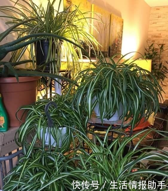 吊兰土加“一料”，不黄叶不焦尖，独苗变老桩，开出层叠群花！