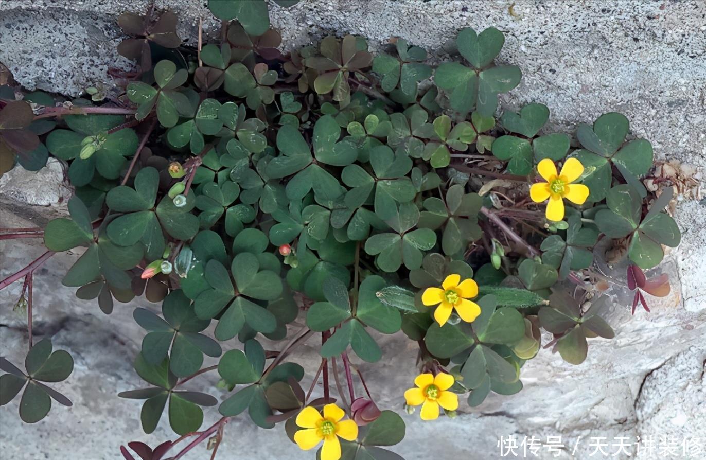 危害|花盆里有些“杂草”,都是大祸害,见了赶紧拔,危害大