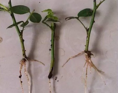 溶液|家中养花,这5毛钱的小东西别乱丢,能让花蹿到2米高,你知道了吗