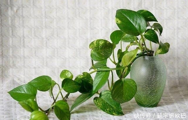 养花|介绍一下养好绿萝的方法,让你分分钟成为养花高手!