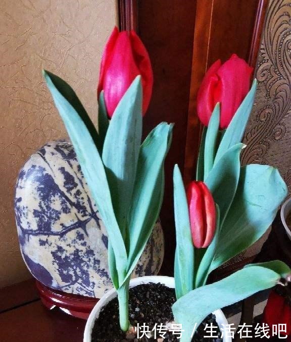 家里养花别乱养,这“5种花”有毒,老人孩子要注意!