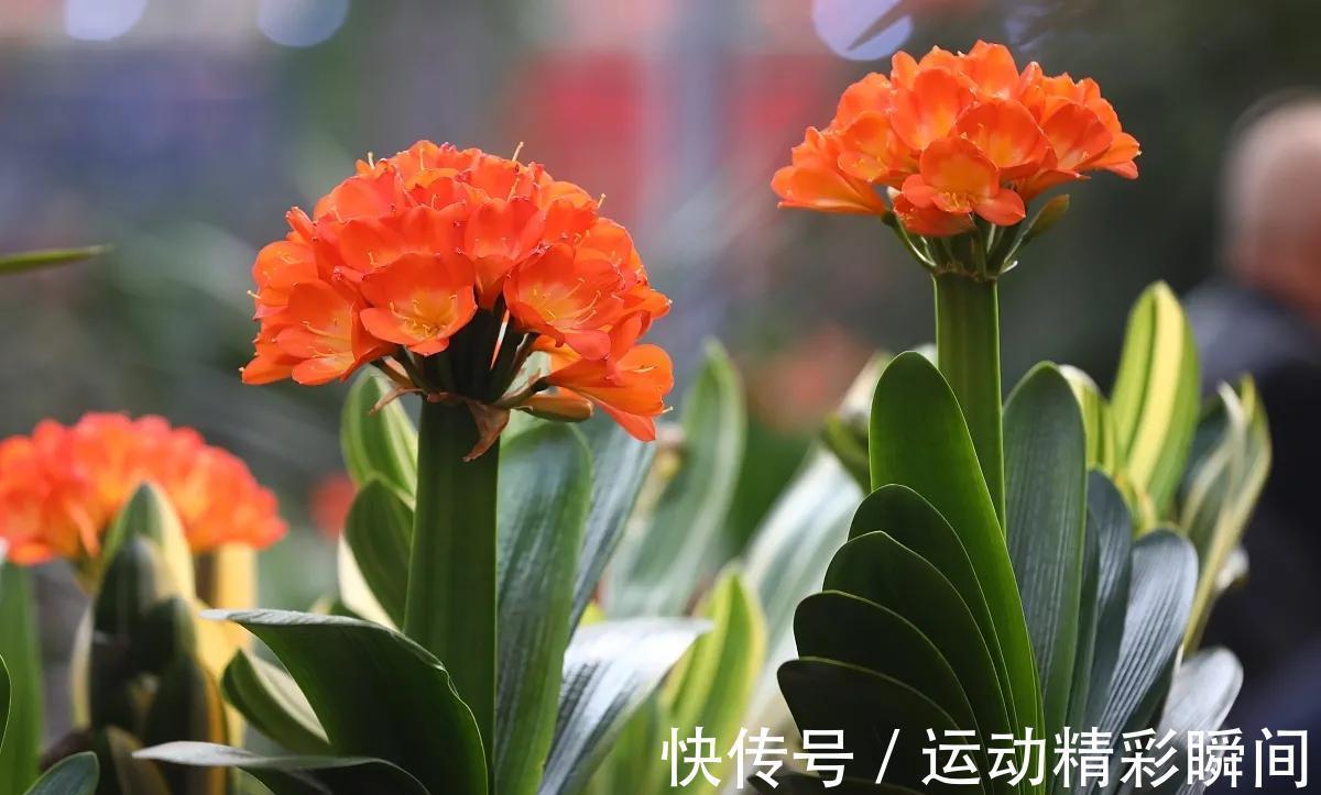 老祖先说:家中养3兰,吉祥又平安,花友:很有道理