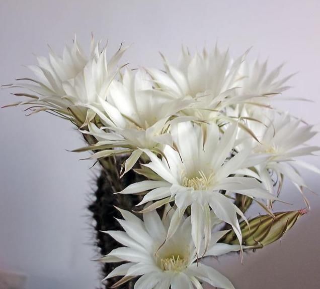 想让仙人球开花，就靠一个“虐”，憋出一窝花芽，养成繁花小老桩