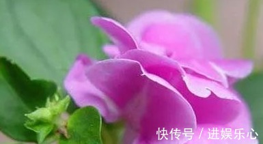 三角梅|细数花期超长的六种花卉，养护好就比“往年”开花多得多，美醉了