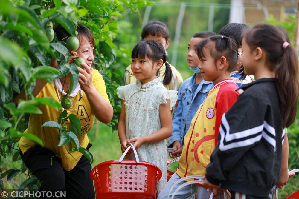 莲城街道|贵州黔西：小小“果农” 收获多多