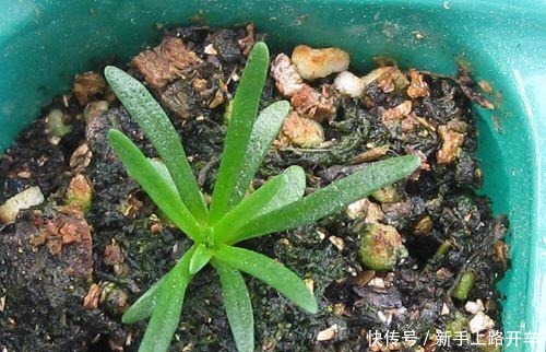 养花就养1盆它,种子撒盆里,1周发芽,开花多,从春开到秋!