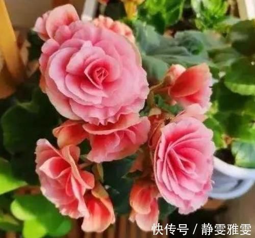 肥料|4种花很耐养,沾土就能活,一养就上瘾,抓紧养一盆