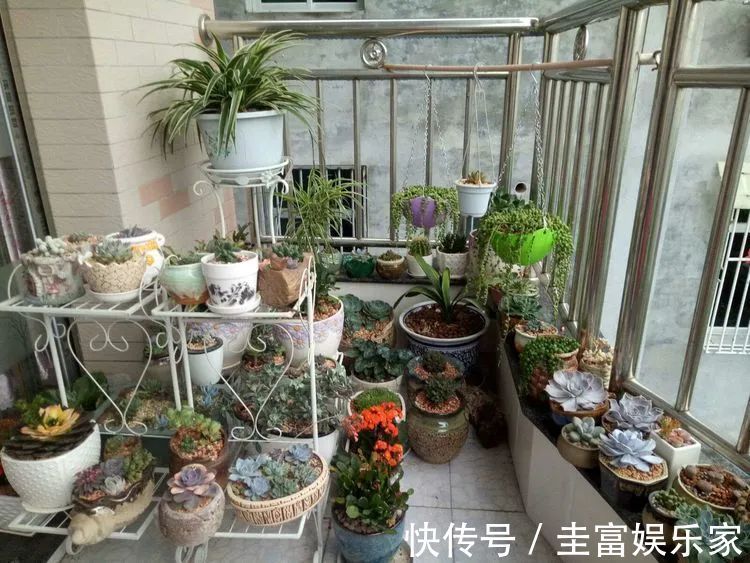 一直都养不活花,直到遇见了多肉!只要用心,就能变美!