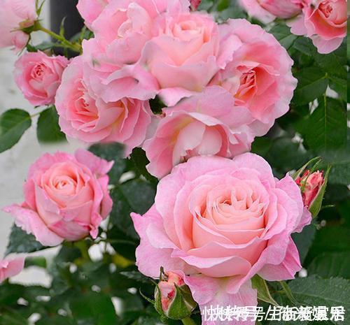 阳台|4种漂亮花,一年四季花朵轮番开,天天都是花海,是阳台盆栽佳品