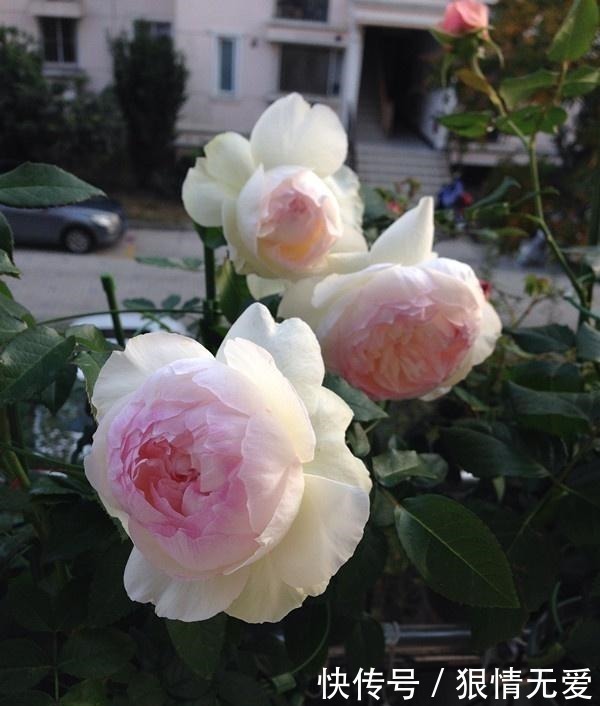 一朵花|超级香的花,漂亮不输玫瑰,四季常开,还可盆栽种植,此花值得养!