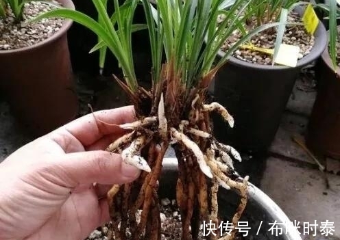 兰根|别再片面理解“冬不湿”,这三种情况,就是造成兰花空根的原因