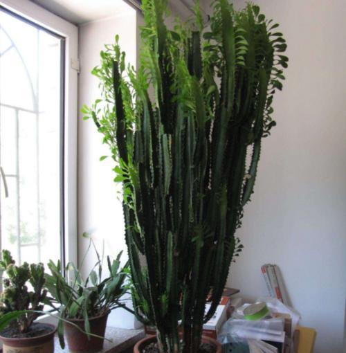 老花农都爱养的四大辟邪花卉,养一盆避邪镇宅,你家养了没?