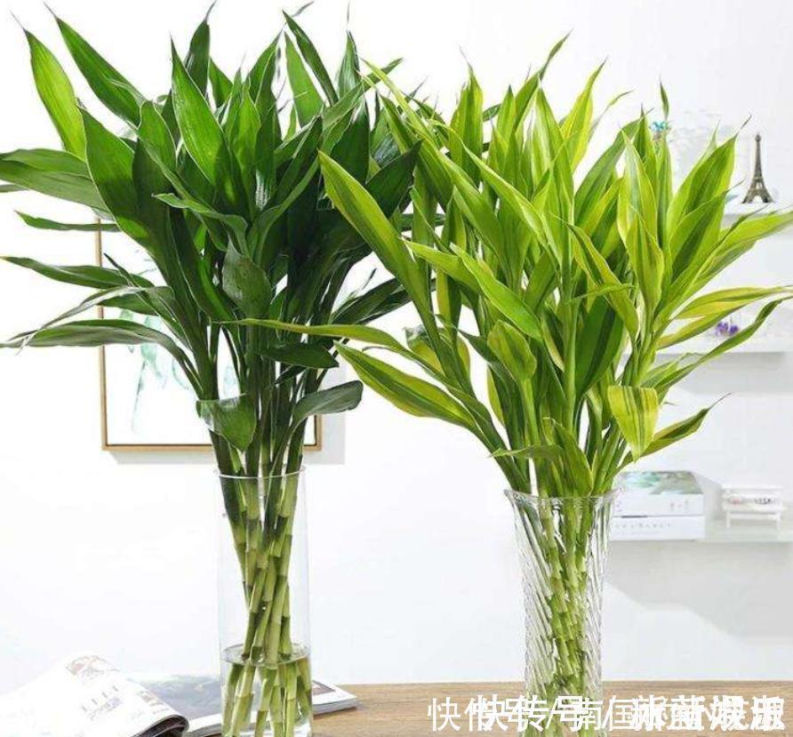 6种花冬季不要晒太阳,它喜荫怕晒,卧室卫生间这些地方最合适!