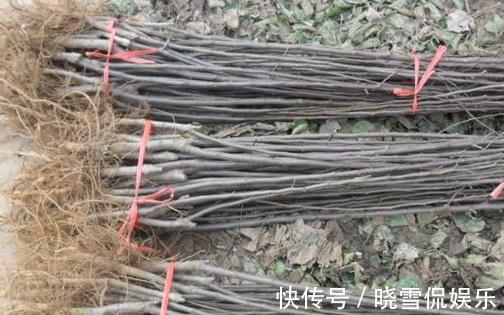 成活率|盆栽木本海棠花,哪个季节,移植成活率最高,其中有啥门道