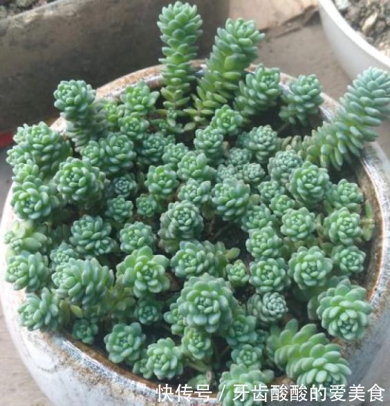 1个盆里塞800棵多肉，鼓到爆炸，看都不敢看