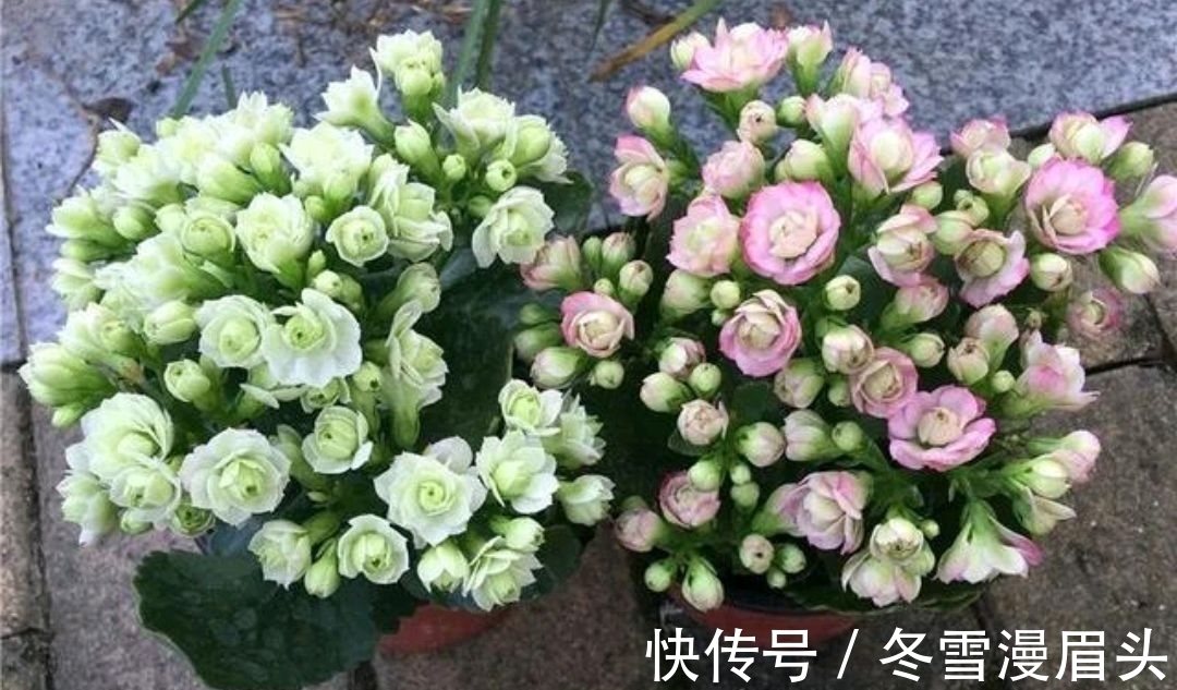 长寿花没必要养太杂！养这3种，性价比就很高