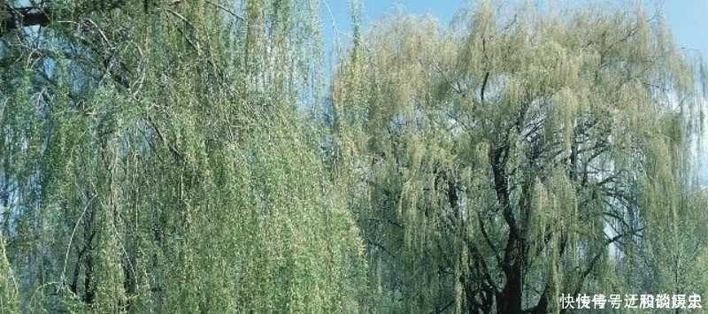 这首诗|杨万里这首诗清新脱俗,表现手法更是高超,成为宋诗里的咏柳名篇