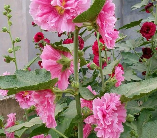 此“花”漂亮不输牡丹,无人养护也能开花,被誉为“养不死”