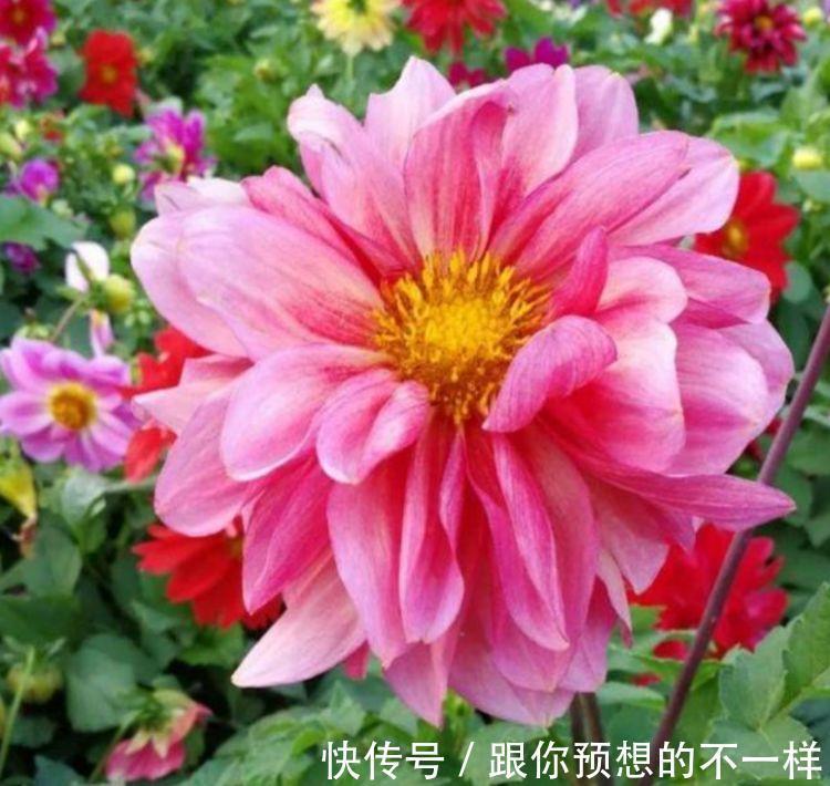 此款花卉便宜又好养,丢到阳台,四季有花开,繁花满枝