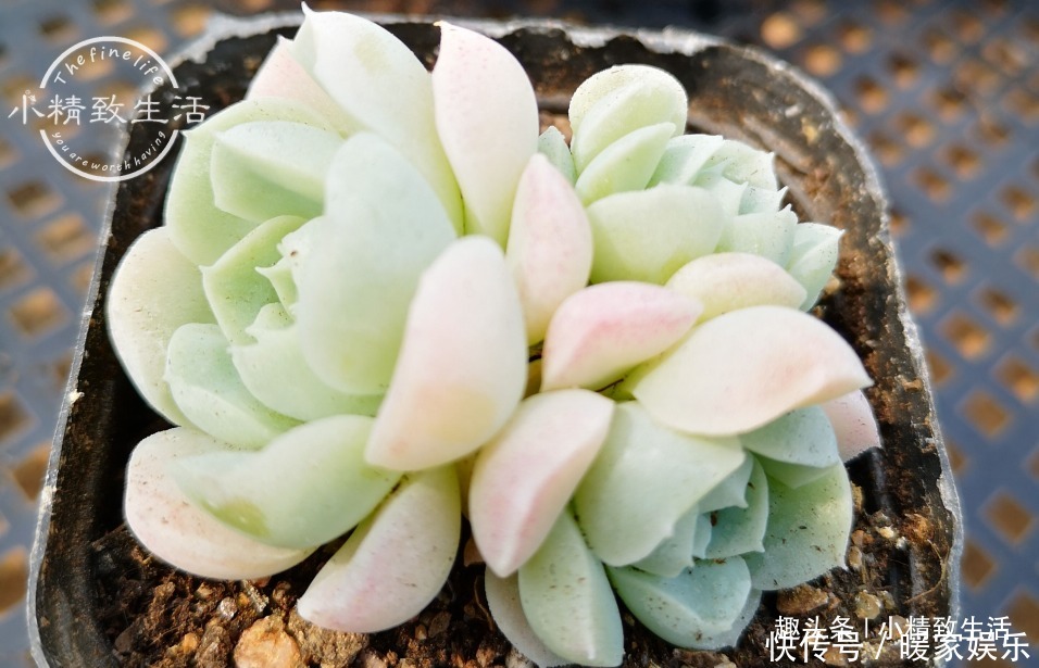 新手养多肉,看一看捏一捏,轻松掌握浇水,不必再用“3年功”