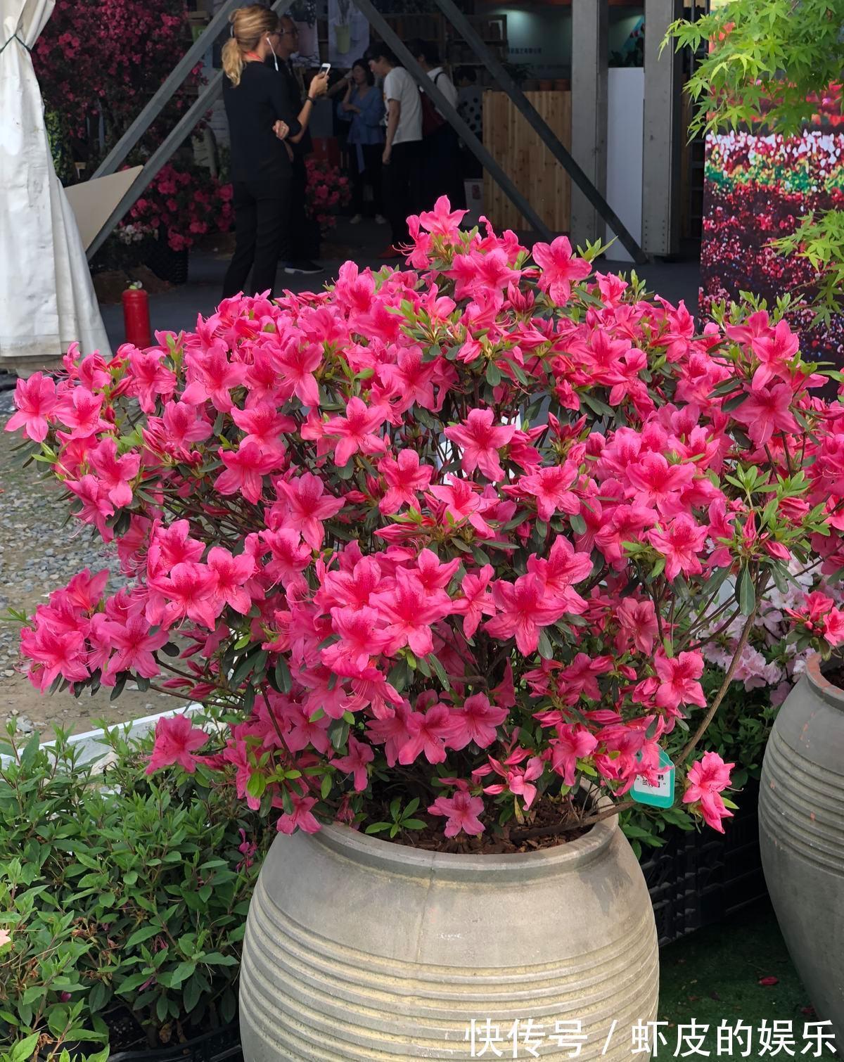 7种“勤快花”,就是“花机器”,365天开不败,从来不嫌累