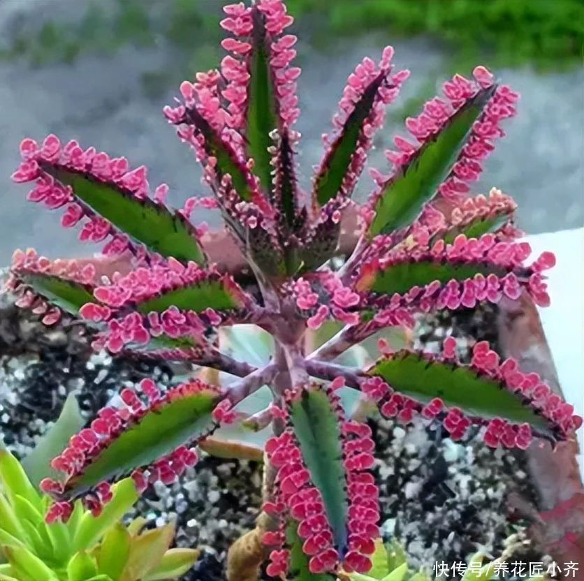 天下风物——《10种“流氓花”，养它的都“后悔”了，一棵就泛滥，铲都铲不完》风光题照