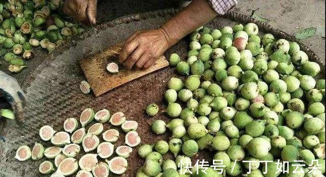 冰粉果|长得像一个秤砣,野外一长一大片,夏季还能拿来做“手搓冰粉”!