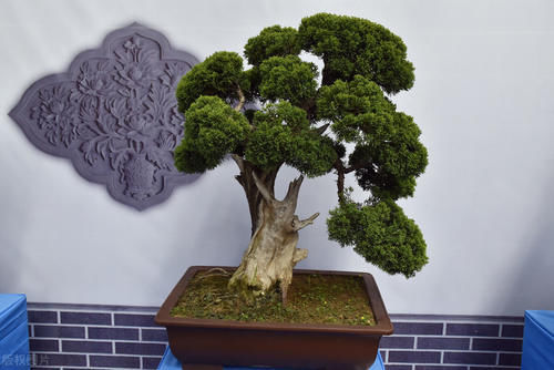 树桩|制作盆景时，很少的盆土能满足树木的生长吗？盆土越少，盆景的养护难度越大