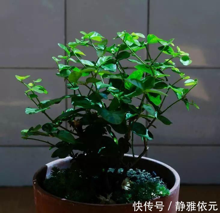 天热了4种花要“剪一剪”,剪1刀,花朵狂冒,花期延长2个月