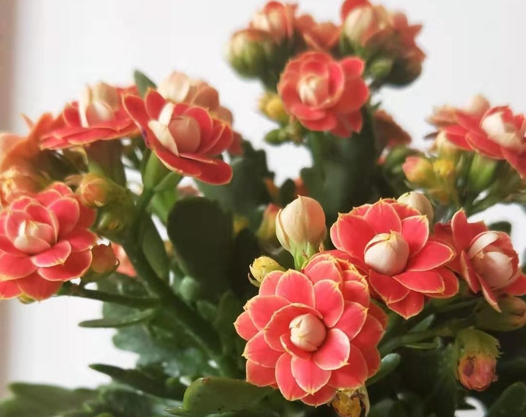 长寿花在打花骨朵的时候,养护做到4点,开花满盆并不难