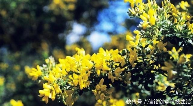 被当废柴的金雀花,埋在土里,开花如鸟雀!