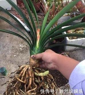 黄叶儿|养君子兰,犯了2个错,不再整齐划一,歪七扭八太不像话