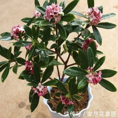 花草|房间有异味,不必买芳香剂了,只要养上3种花,房间变得花香四溢