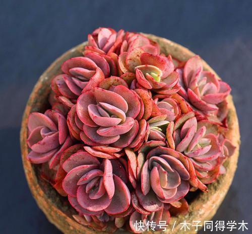 养多肉秀妍，了解掌握几个要点，上色美长满盆，像个艺术品！