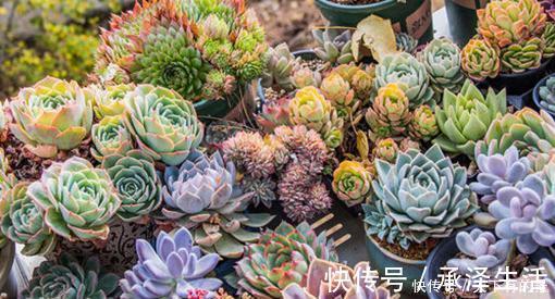 刚带回家的多肉,做好3件事,越长越肥美,轻松长满盆!