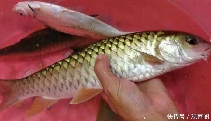 图片来源于|它常让人错认成草鱼,比草鱼更珍贵,在市场上1斤卖到上百元
