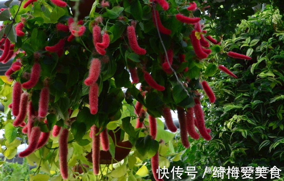 此花可促进儿童生长,红绿相间,十分的出彩,有着大吉大利的寓意