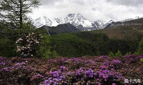 中国最美森林之白马雪山高山杜鹃林 （云南）