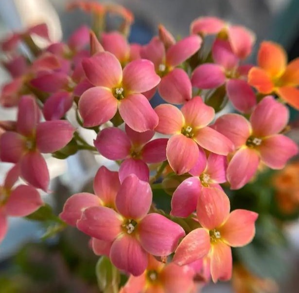 75个长寿花品种，一个比一个美，一起来认识一下吧！