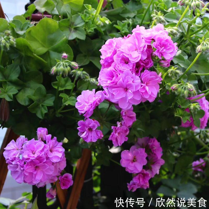 什么淘米水、啤酒水都不如“这样”施肥，用对方法，才能多开花