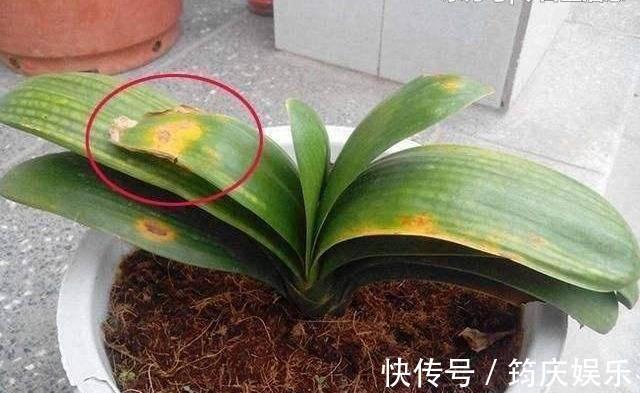 新根|君子兰黄叶就这么办!4招解决各种黄叶,油绿锃亮就像大白菜