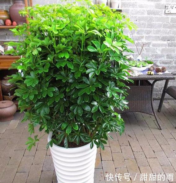 有一种伪“发财树”,好养净化空气,管理做好四点,“蹭蹭”冒芽