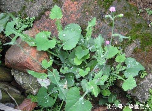 叶下红|农村常见的野草,外形像蒲公英,嫩用是菜,晒干是药,你或许见过