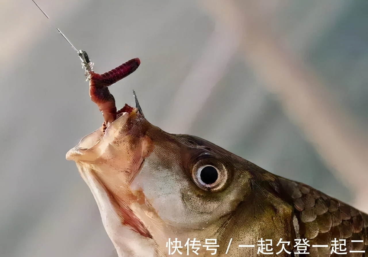 冬钓鲫鱼四大要诀,套路比技巧重要,熟练掌握后大板鲫轻松上钩