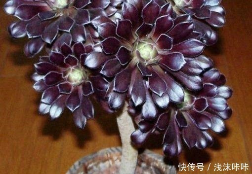 养黑法师,这个细节别忽视,10个月养成“老桩”,价值增1倍!