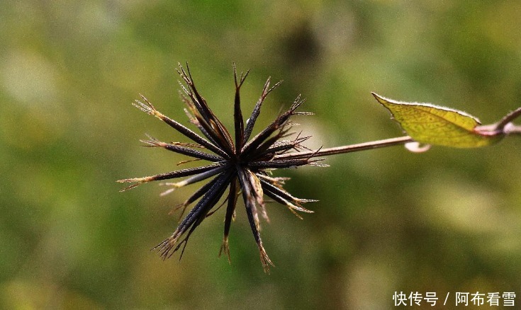 名字|农村不起眼的野菜，名字有点难听，其实是一种美味野菜